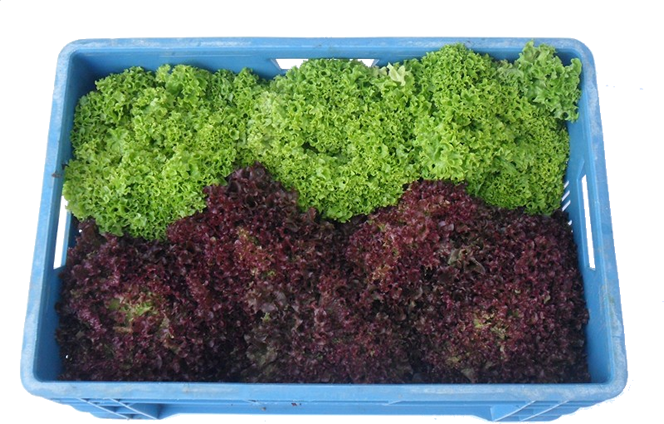 SALADE LOLLO BLONDE / ROUGE