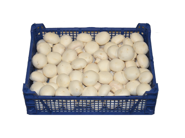 CHAMPIGNON BLANC VRAC