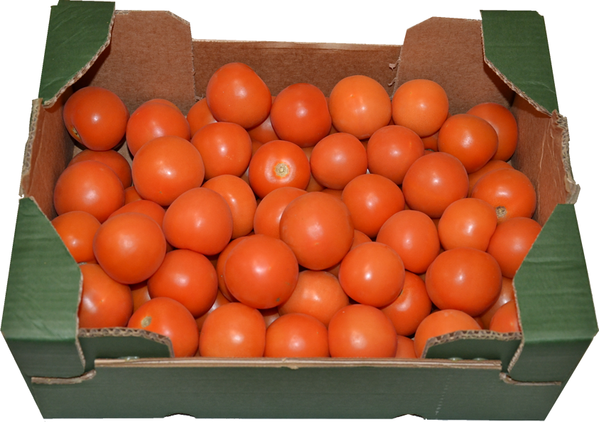 TOMATE RONDE